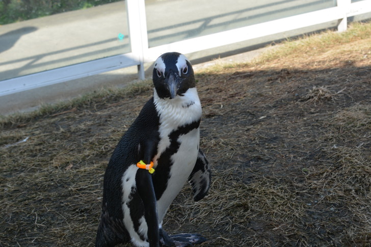 「マリンワールド」と「志賀島」を散歩：ペンギン（カメラ目線）