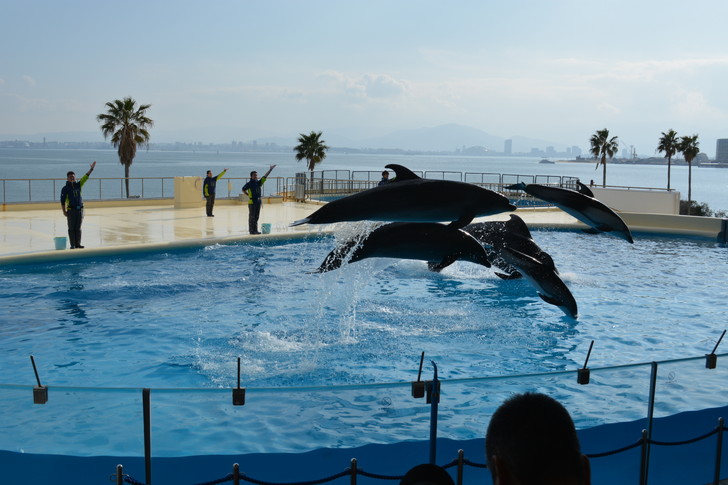 「マリンワールド」と「志賀島」を散歩：イルカが飛び回ります