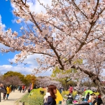 【舞鶴公園・大濠公園】散歩ついでに桜とお城を堪能