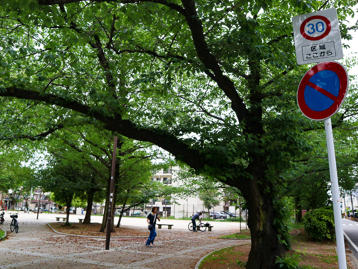 【南区大楠2丁目】静かな並木道をゆったり散歩：堀川公園